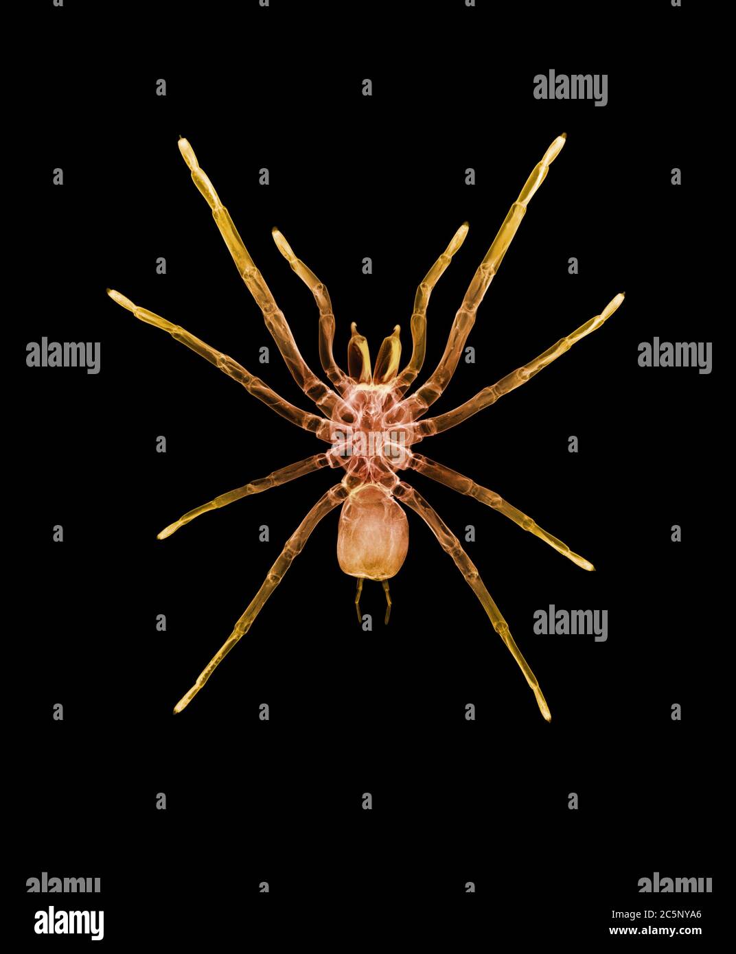 Tarantula (rosea de Grammostola), rayons X. Banque D'Images Tarantula (rosea de Grammostola), rayons X. Banque D'Images