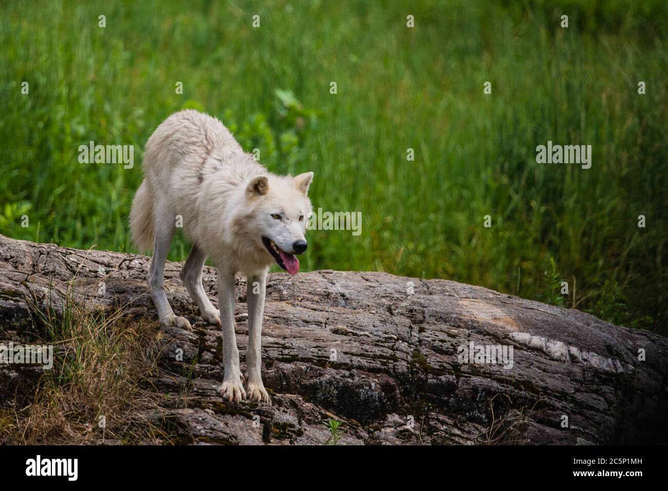 Parc Omega, Canada, juillet 3 2020 - Loup arctique dans le parc Omega au Canada Banque D'Images