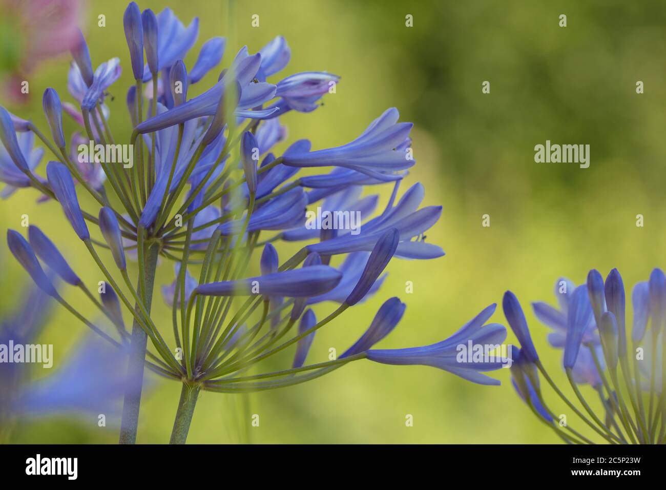 fleur d'agapanthus africanus en fleurs (nénuphars du nil) avec arrière-plan flou Banque D'Images