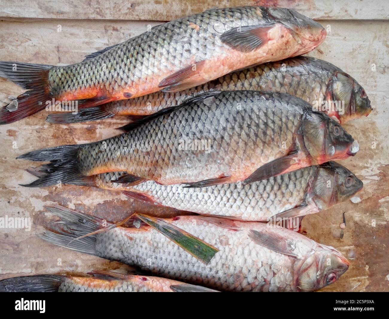 Rever D Acheter Du Poisson Frais Poisson frais brut crocian - carpe de rivière au marché de rue Photo Stock  - Alamy