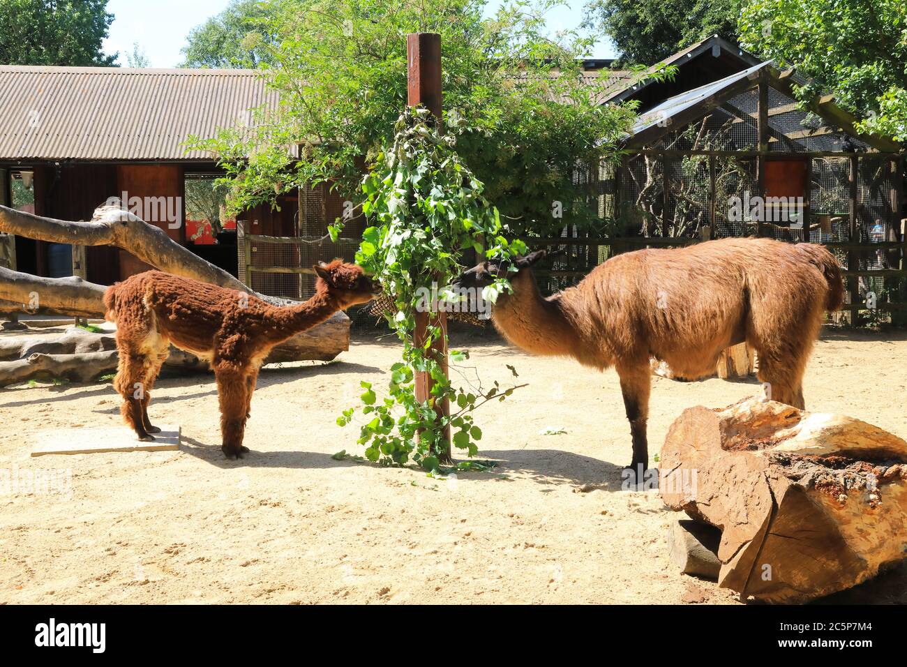 Les alpacas mignons, une espèce de camélidés sud-américains, mangent leur déjeuner au zoo de Londres, à Regents Park, Royaume-Uni Banque D'Images