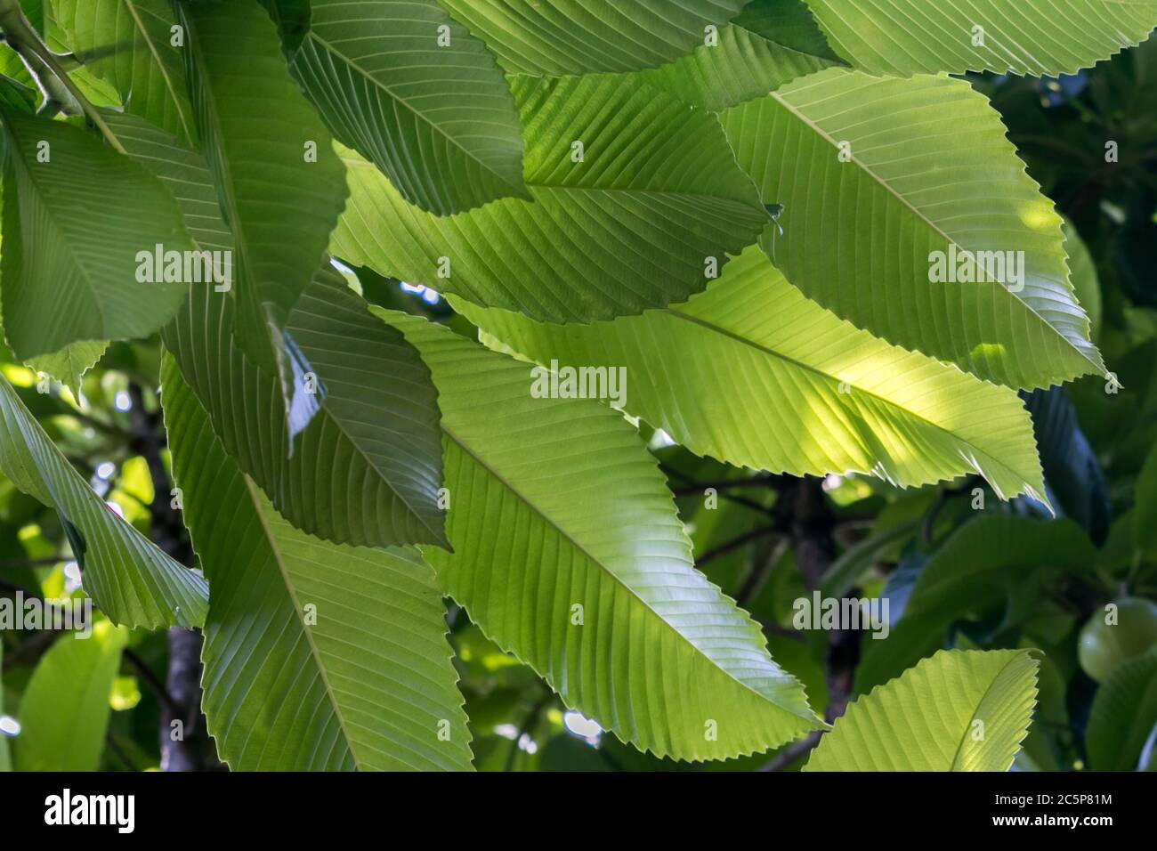 La nature nous donne de la fraîcheur, de l'oxygène, de l'ombre pour nous protéger et tant d'autres choses merveilleuses dont nous avons besoin pour être reconnaissants Banque D'Images