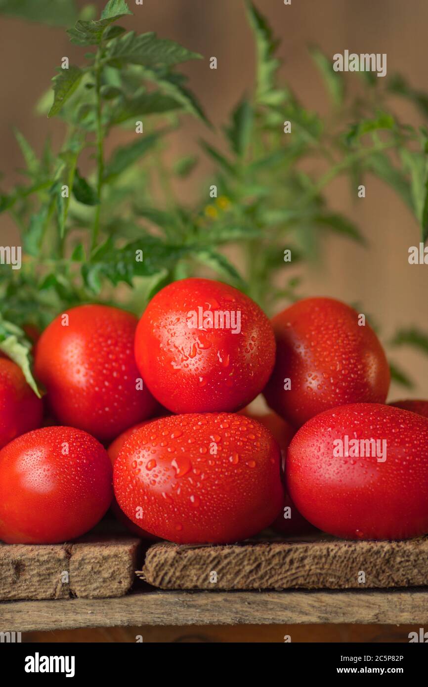 Tomates Roma juteuses fraîches et biologiques. Tomates Roma sur table Banque D'Images