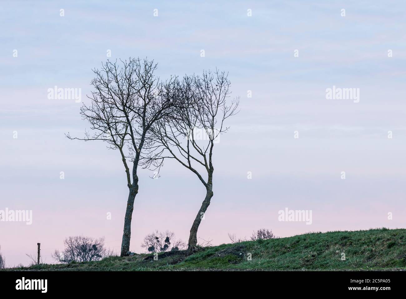 Deux arbres isolés dans la campagne normande de France. Banque D'Images