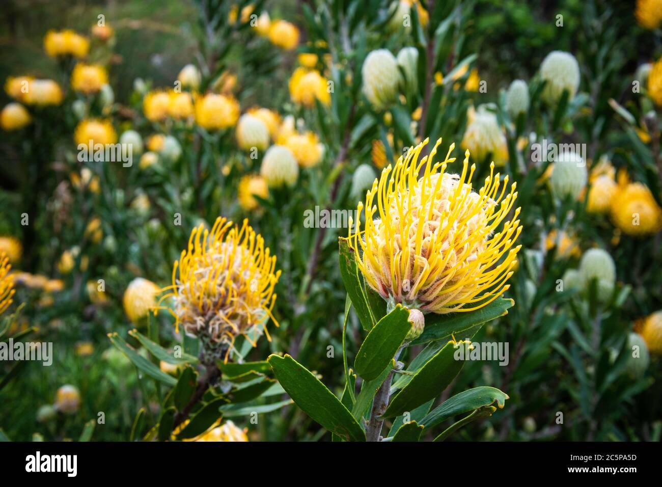 Exposition de Pinshion Protees dans les jardins botaniques du Cap, en Afrique du Sud Banque D'Images