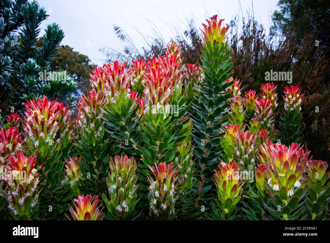 Pagode commune photographiée dans les jardins botaniques du Cap, Afrique du Sud Banque D'Images