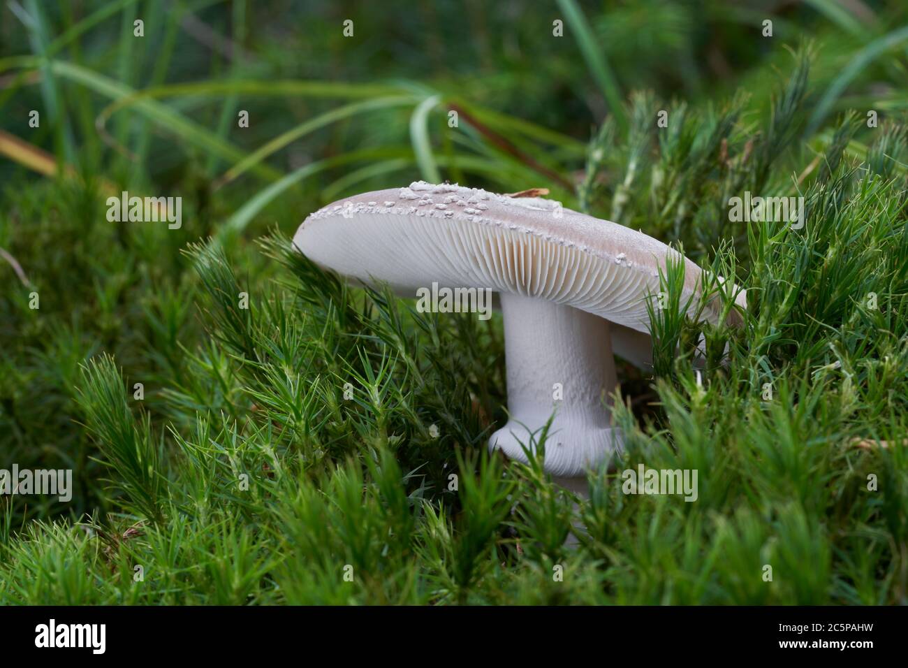 Champignons comestibles Amanita excelsa poussant dans la mousse de la forêt humide d'épinette. Champignon Amanita à pois gris. Herbe autour. Banque D'Images