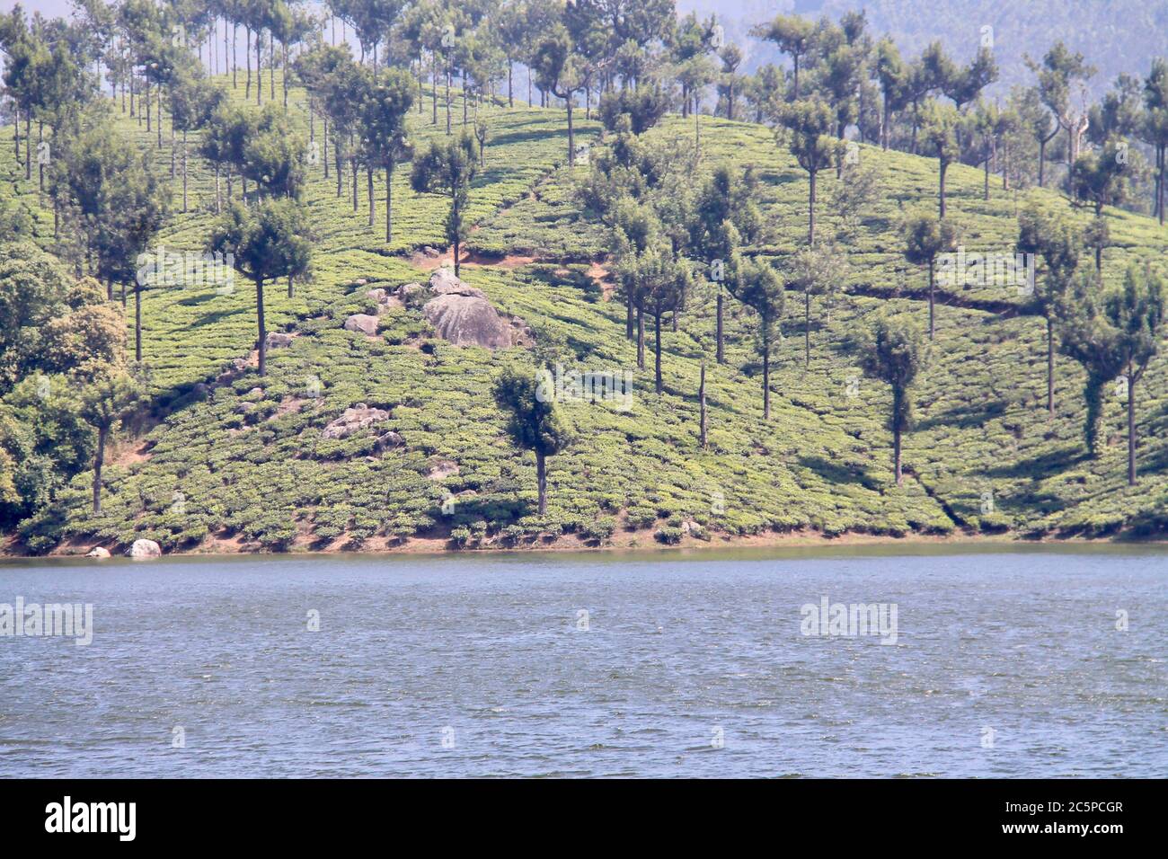 Beau jardin de thé ou domaines de thé entouré par un lac Banque D'Images