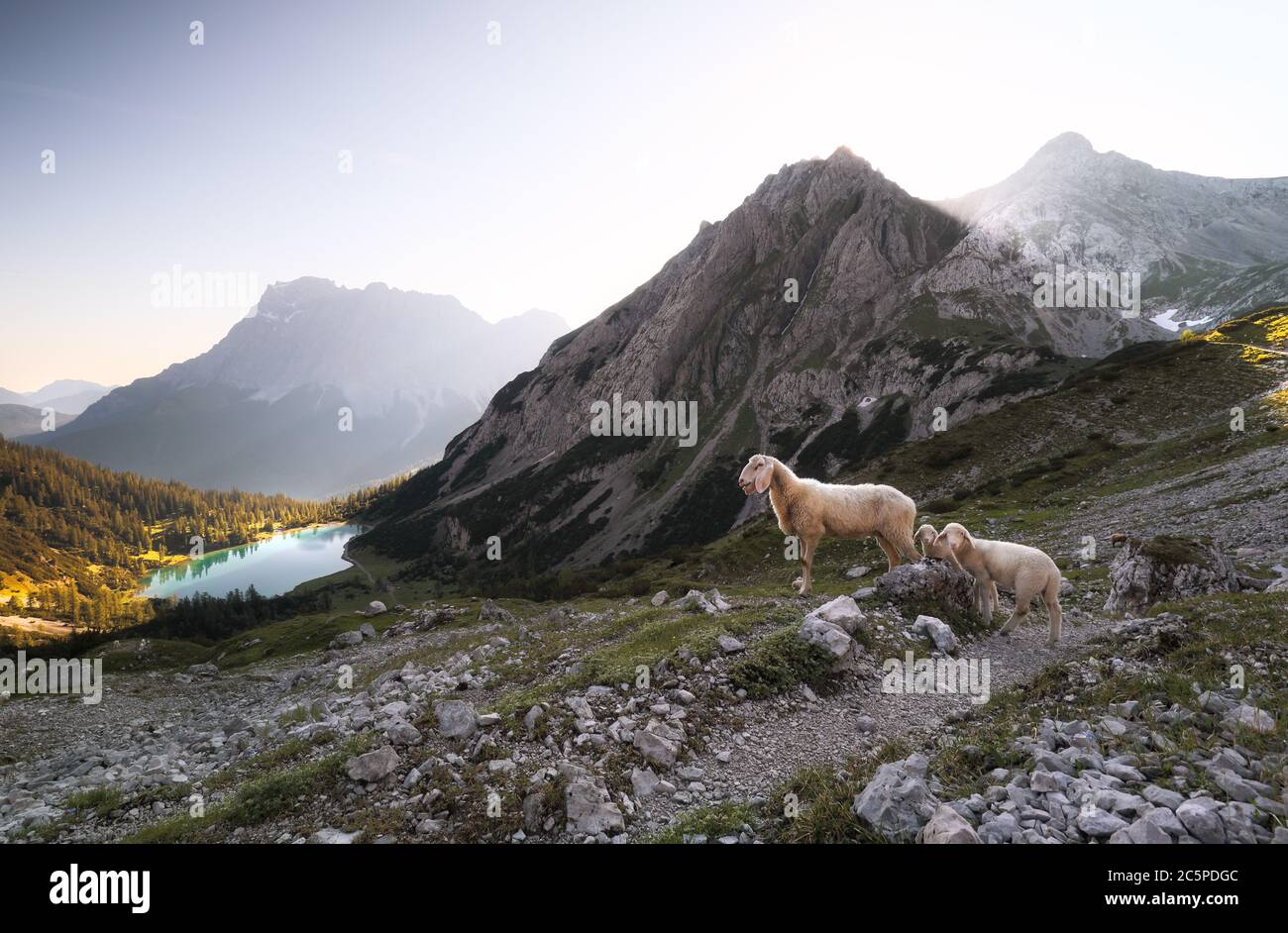 moutons avec agneaux dans les hautes montagnes au bord du lac au lever du soleil Banque D'Images