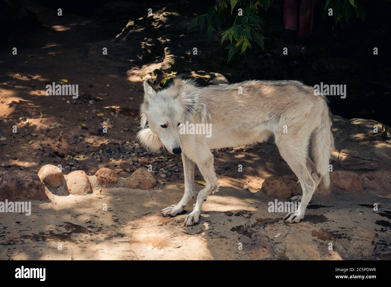 Vieux loup blanc sauvage skinny dans une enceinte dans le zoo de la ville. Moscou, Russie, juillet 2020. Banque D'Images