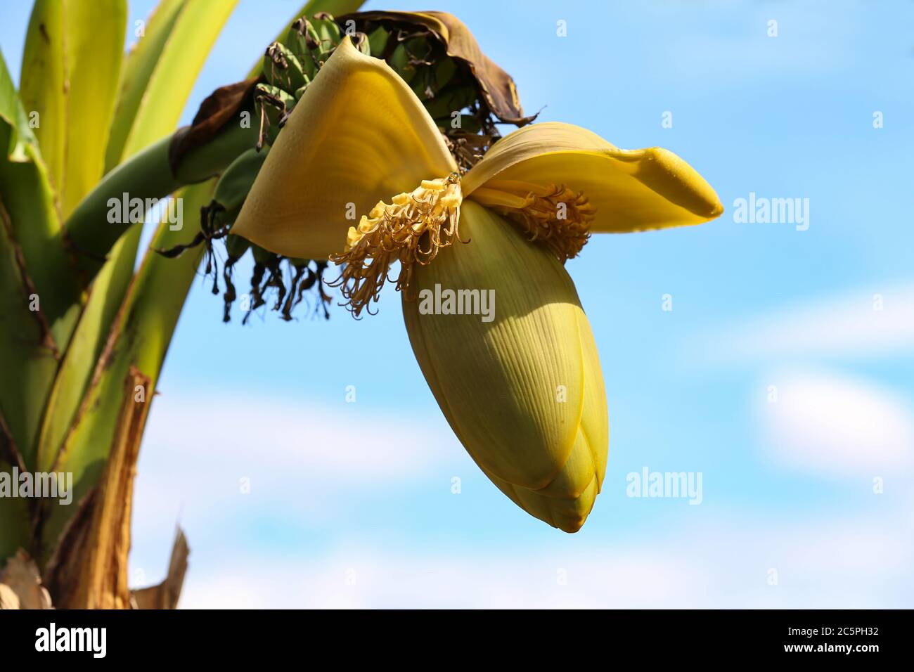 Fleur de banane et jeune banane sur l'arbre Banque D'Images
