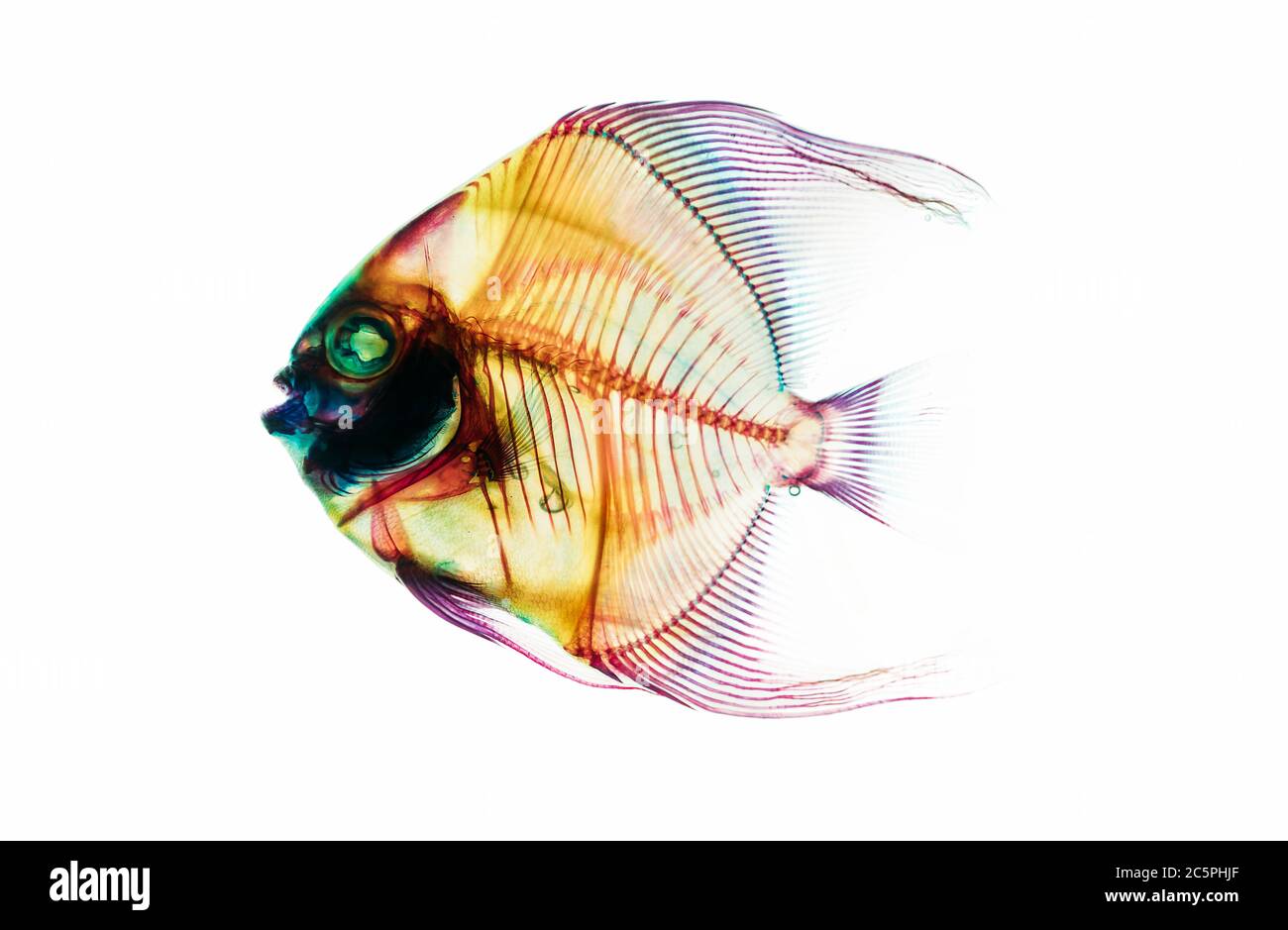 Squelette de poisson préhistorique fossile isolé sur fond blanc. Science et évolution de la vie terrestre recherche de l'image conceptuelle. Banque D'Images