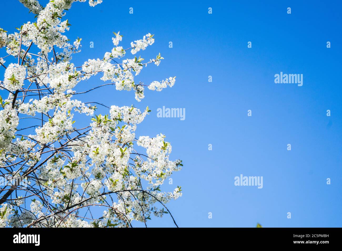 cerisier fleuri dans le jardin de printemps. Fleurs de cerisier Banque D'Images