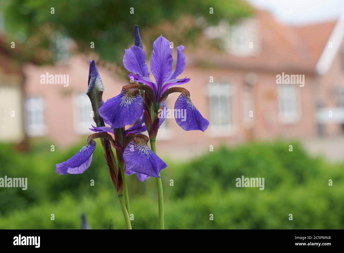 Gros plan d'une belle Iris bleue en face d'une vieille maison.Iris sibirica.Iris sibérien.Drapeau sibérien Banque D'Images