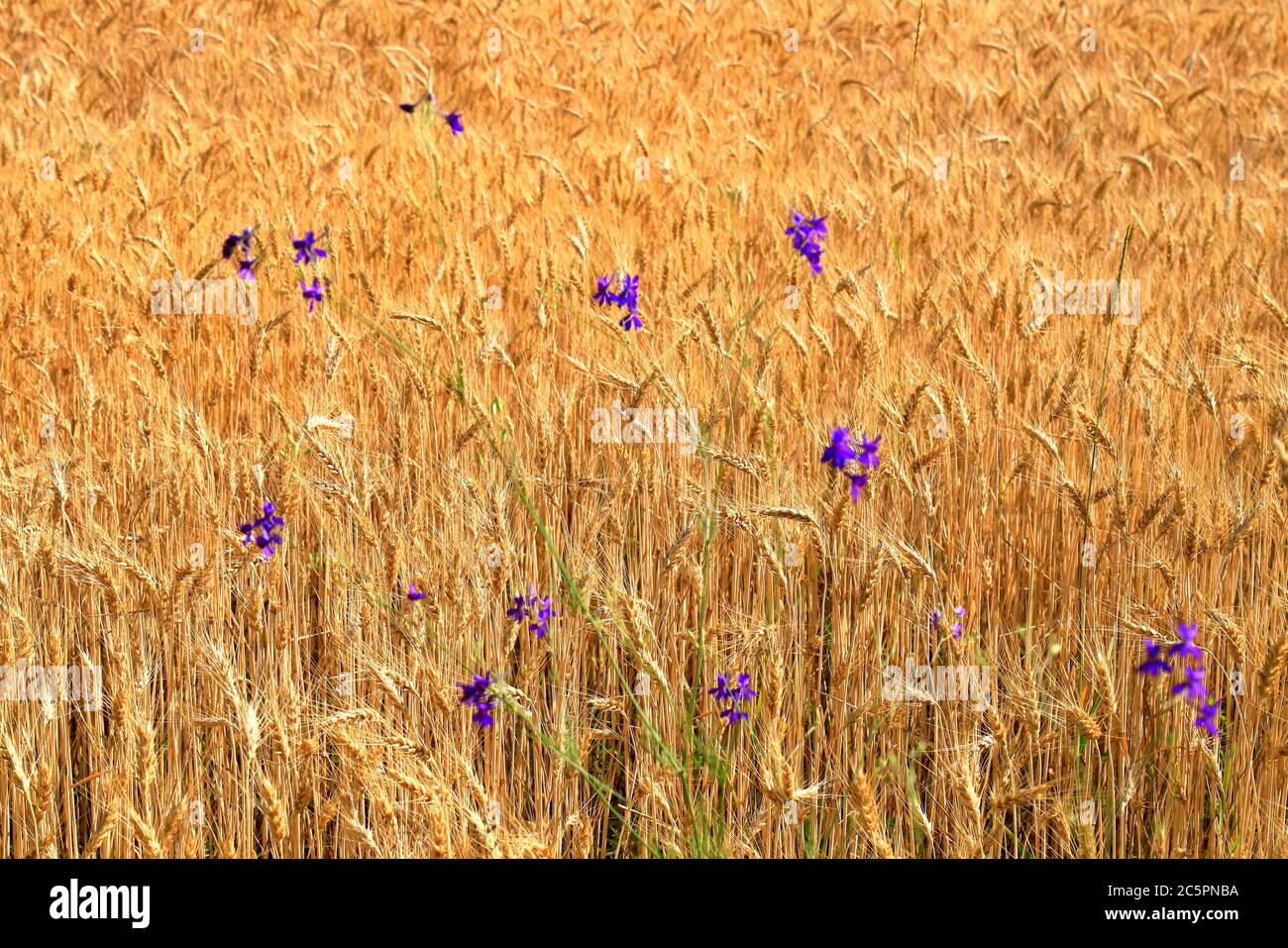 Les fleurs sauvages bleues fleurissent sur un fond d'épis de blé mûrs et dorés sur un champ jaune, nature. Riche récolte d'été, agriculture, agricole Banque D'Images