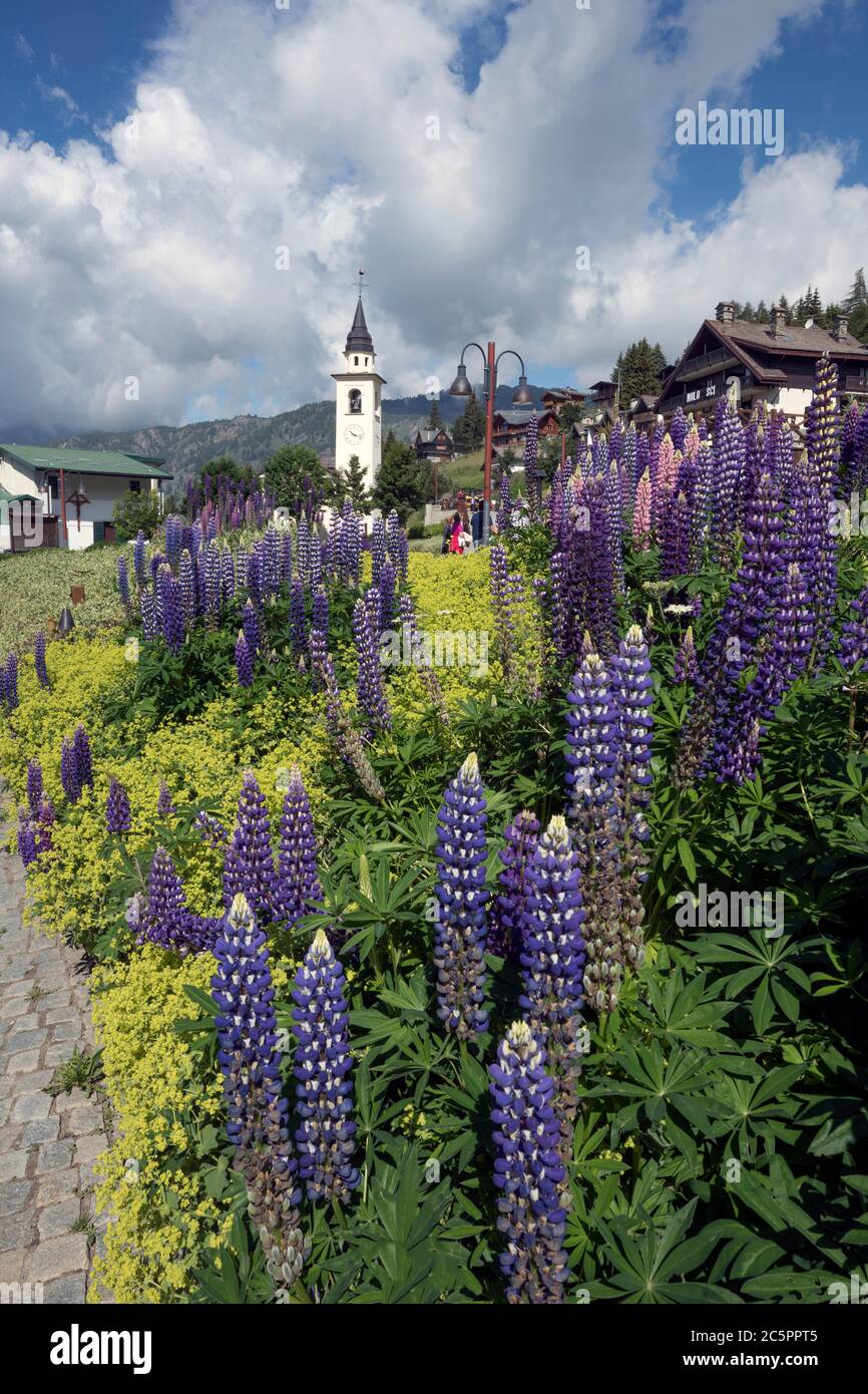 Chamois, vallée d'Aoste, Italie. Chapeau bleu (Lupinus polyphyllus) Banque D'Images