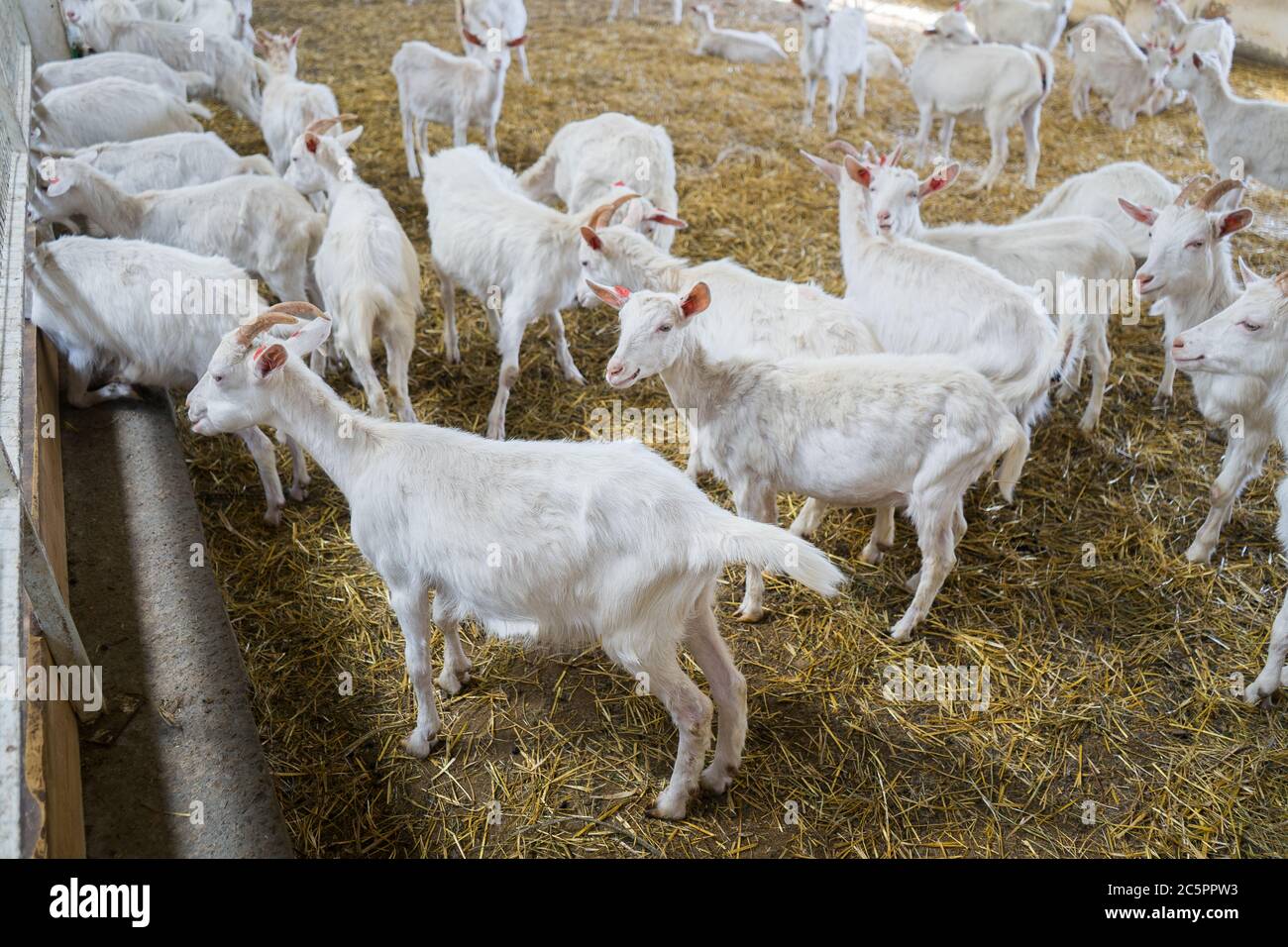 de nombreuses chèvres blanches sur la ferme. La culture de chèvres pour la production laitière. Bétail Banque D'Images