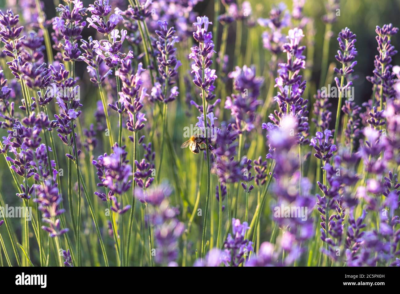 L'abeille pollinise les fleurs de lavande. Décomposition végétale avec insectes. Abeille sur fleur de lavande. Banque D'Images