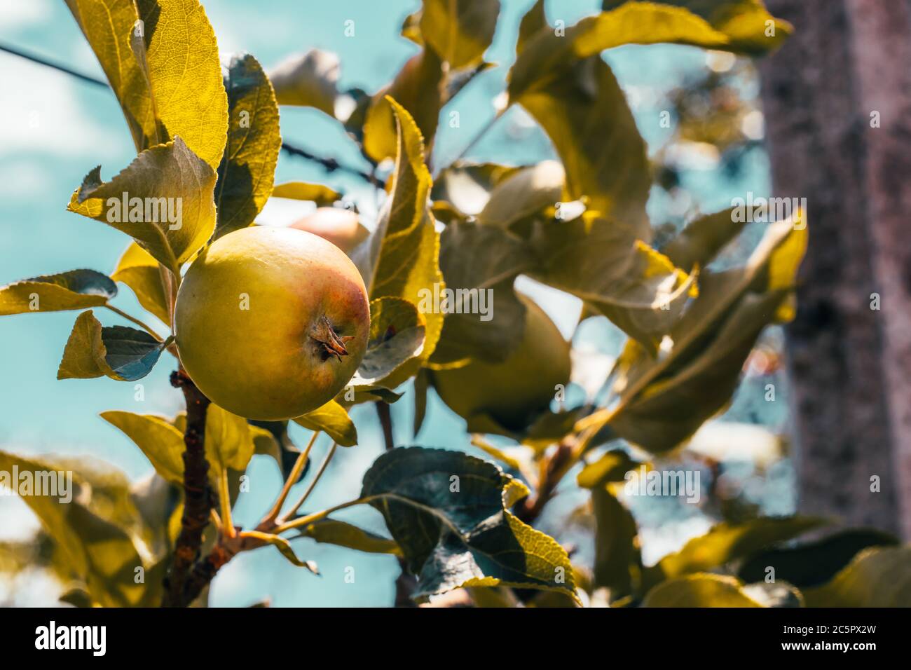 Pommes sur un arbre dans le jardin. Récolte de pommes. Espace de copie Apple biologique dans le verger. Concept de récolte. Mise au point sélective douce Banque D'Images