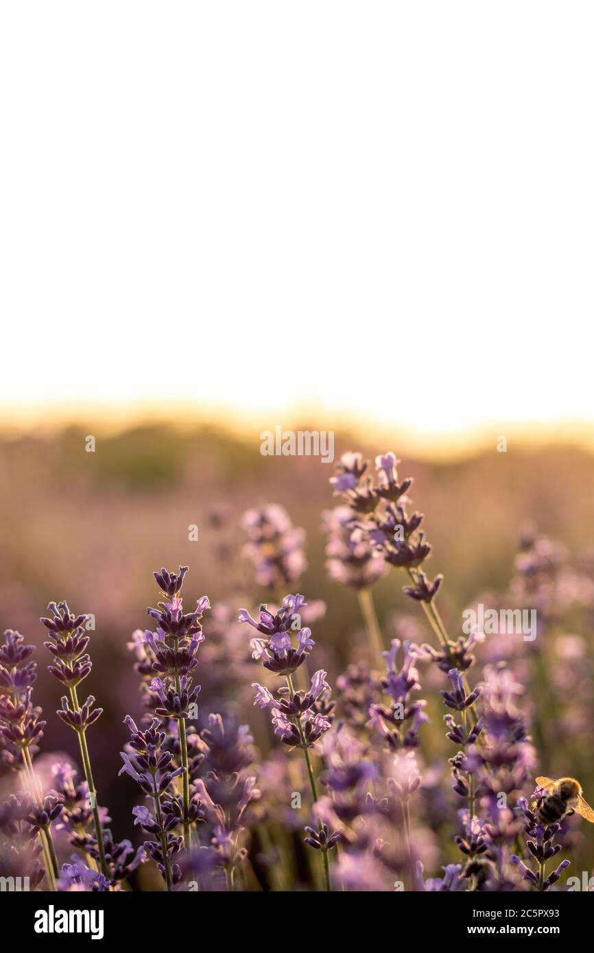 Lavande en été avec des couleurs dorées au coucher du soleil Banque D'Images