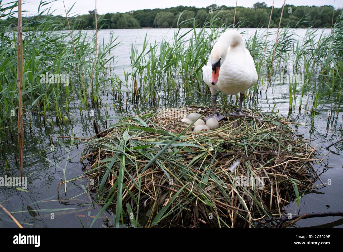 Femelle Mute Swan, Cygnus olor, sur nid avec cinq oeufs, Brant Reservoir, également connu sous le nom de Welsh Harp, Londres, Royaume-Uni Banque D'Images