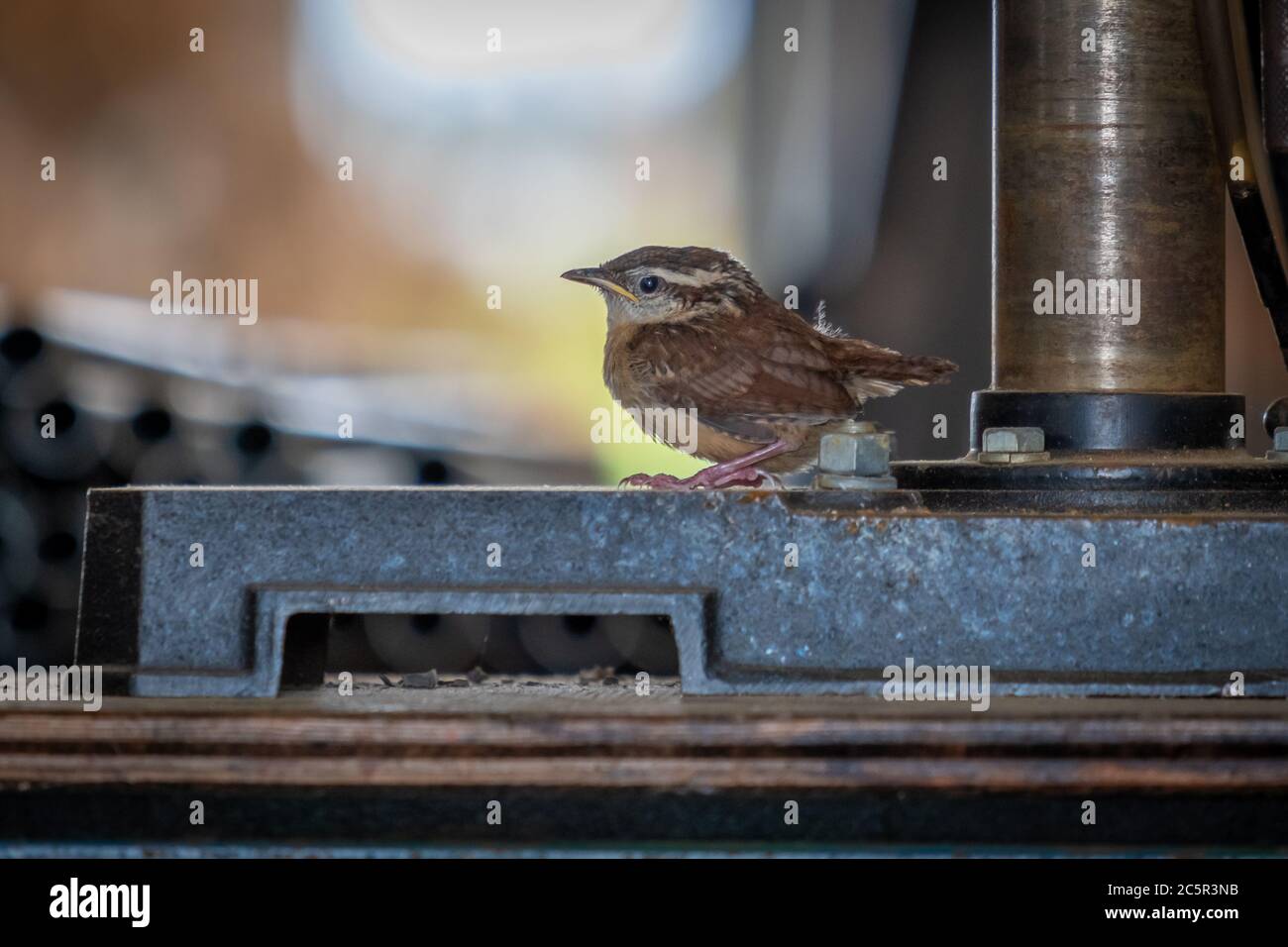 Une jeune Carolina Wren est perchée sur une presse à outils. Humour animal pour un jeune assistant ou stagiaire. Banque D'Images