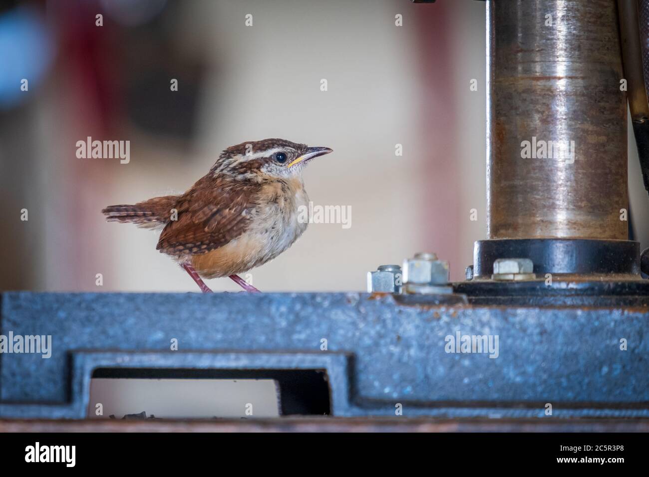 Une jeune Carolina Wren est perchée dans une presse à drinles dans un atelier. Humour animal pour un jeune assistant ou stagiaire. Banque D'Images