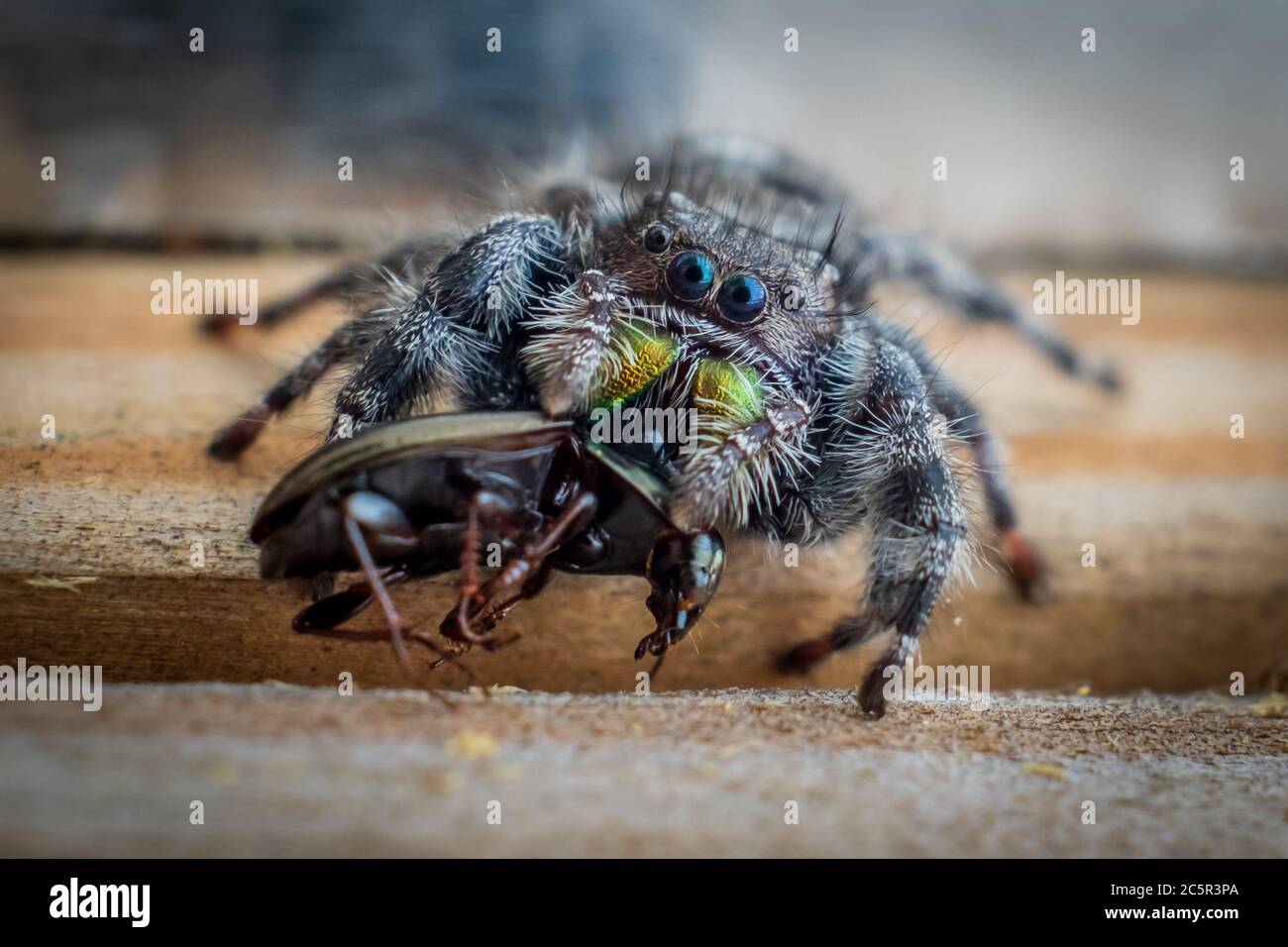 Macro d'une araignée sautant audacieuse se féra sur un coléoptère. Banque D'Images