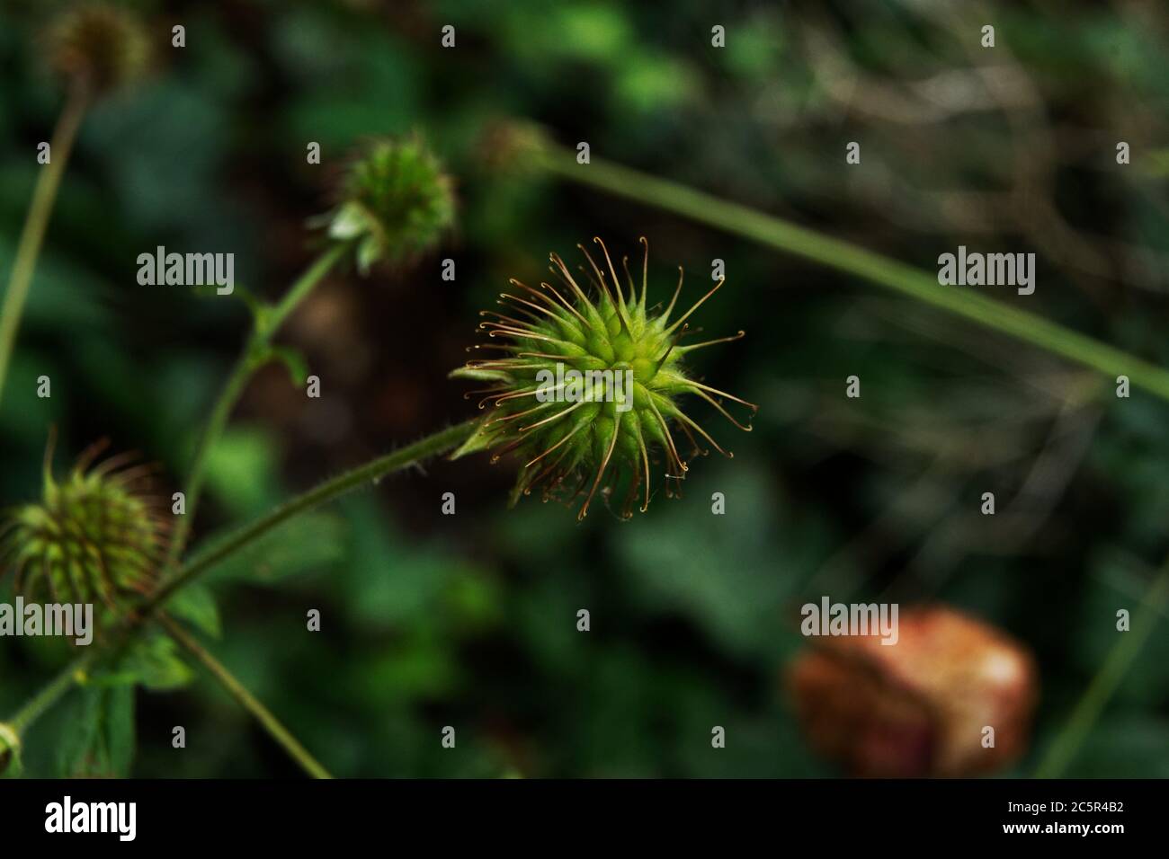Geum urbanum, fruit mûr de l'herbe de Saint Benoît Banque D'Images