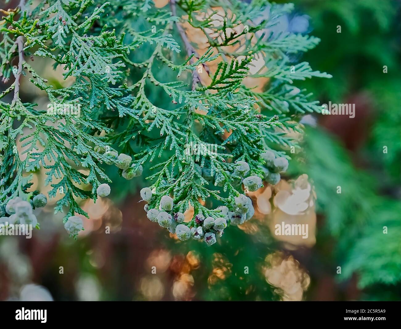 Fleurs Thuja Arbovitaes conifères avec des attitudes de guérison Banque D'Images