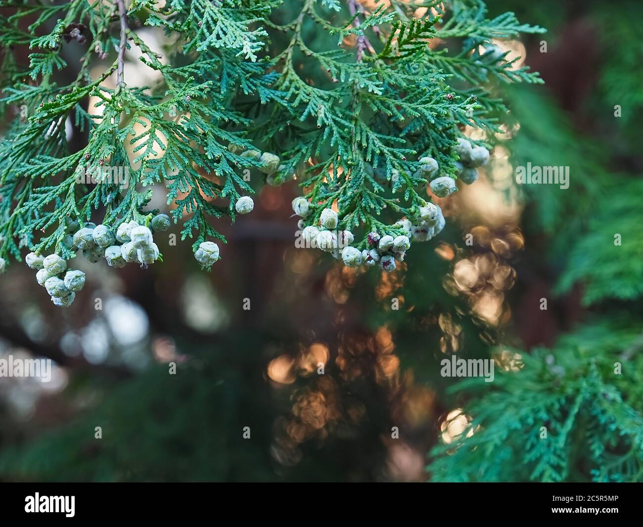 Fleurs Thuja Arbovitaes conifères avec des attitudes de guérison Banque D'Images