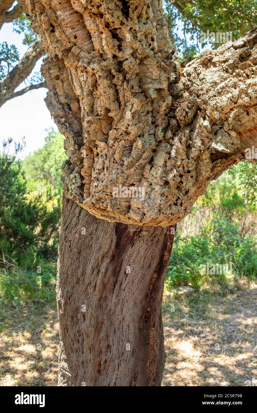 Cork avec écorce dépouillée à la base, Sardaigne, Italie Banque D'Images