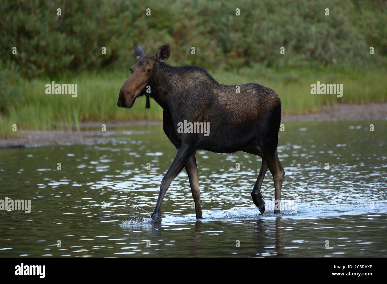 L'orignal féminin se balade dans les eaux profondes de cheville dans le lac de montagne Banque D'Images