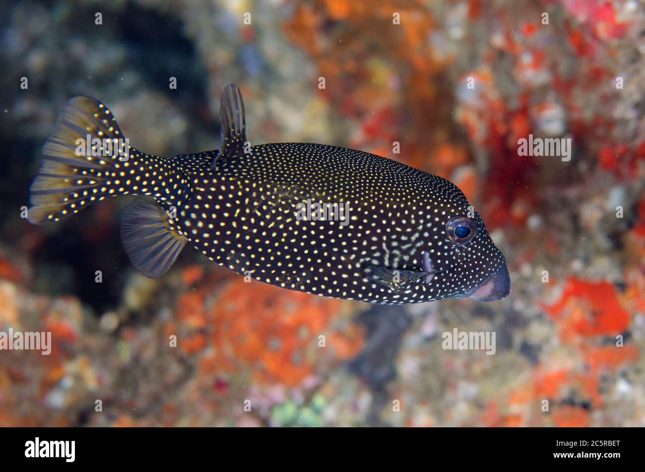 Boxfish à pois blancs, Osracion meleagris, site de plongée de Two Tree Island, île Misool, Raja Ampat, Indonésie Banque D'Images