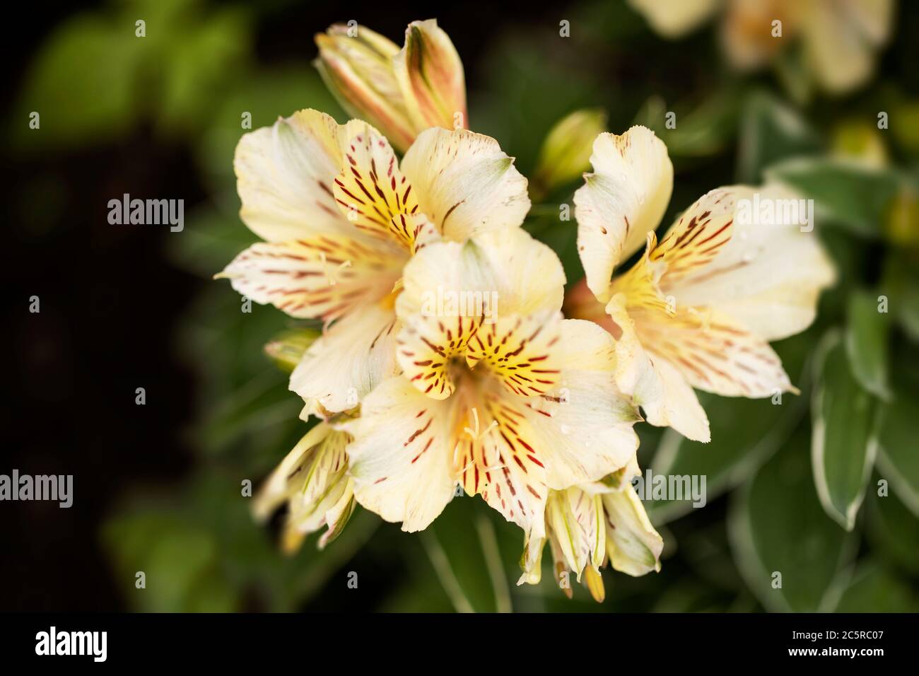 Un lys péruvien jaune pâle (Alstromémeria) de la variété Fabiana, famille des Alstromériaceae, qui pousse dans un jardin d'été. Banque D'Images