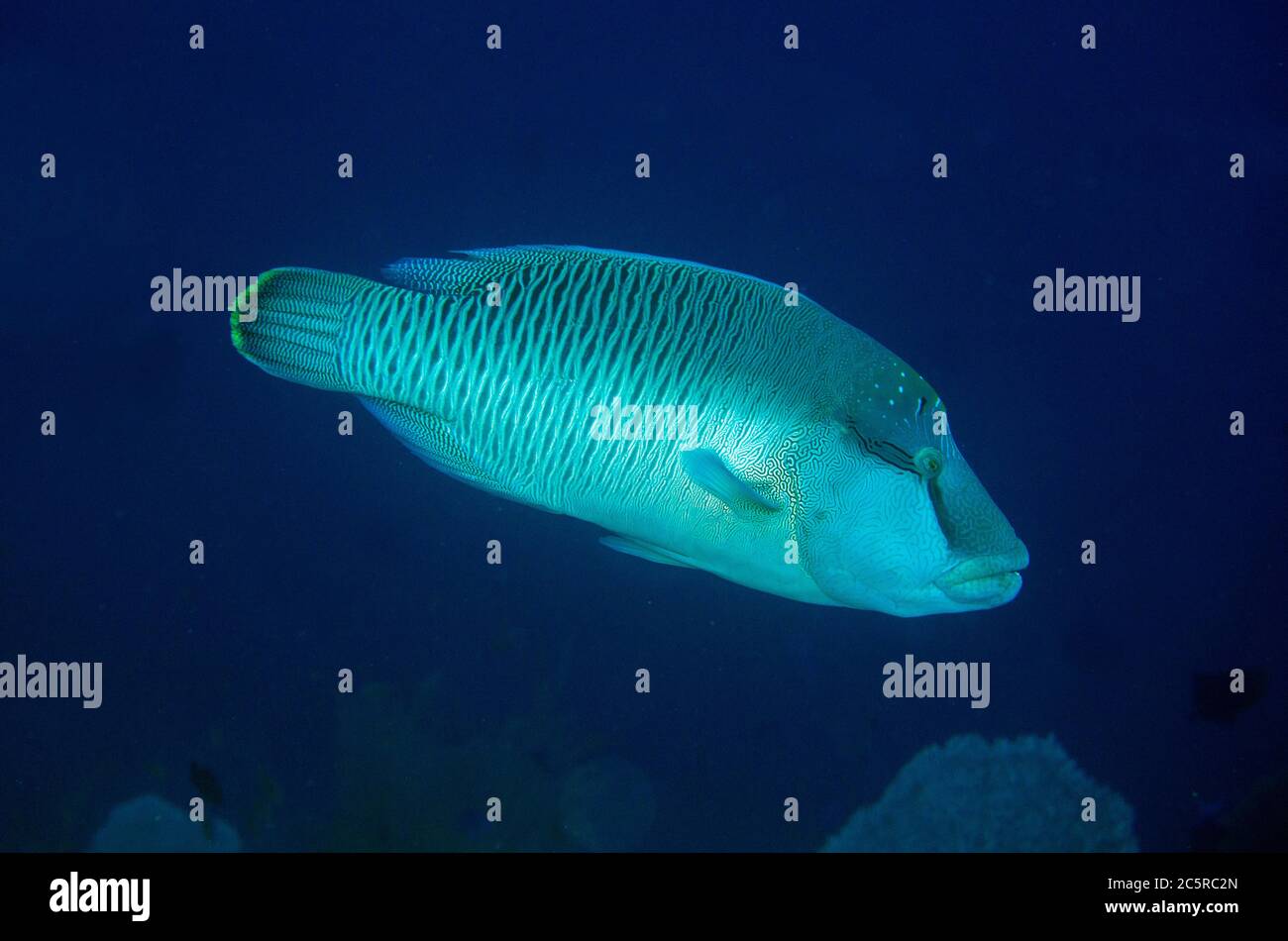 Humphead Wrasse, Cheilinus undulatus, site de plongée de Nudi Rock, île Misool, Raja Ampat, Indonésie Banque D'Images