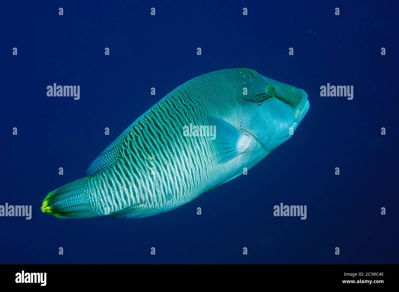 Humphead Wrasse, Cheilinus undulatus, site de plongée de Nudi Rock, île Misool, Raja Ampat, Indonésie Banque D'Images