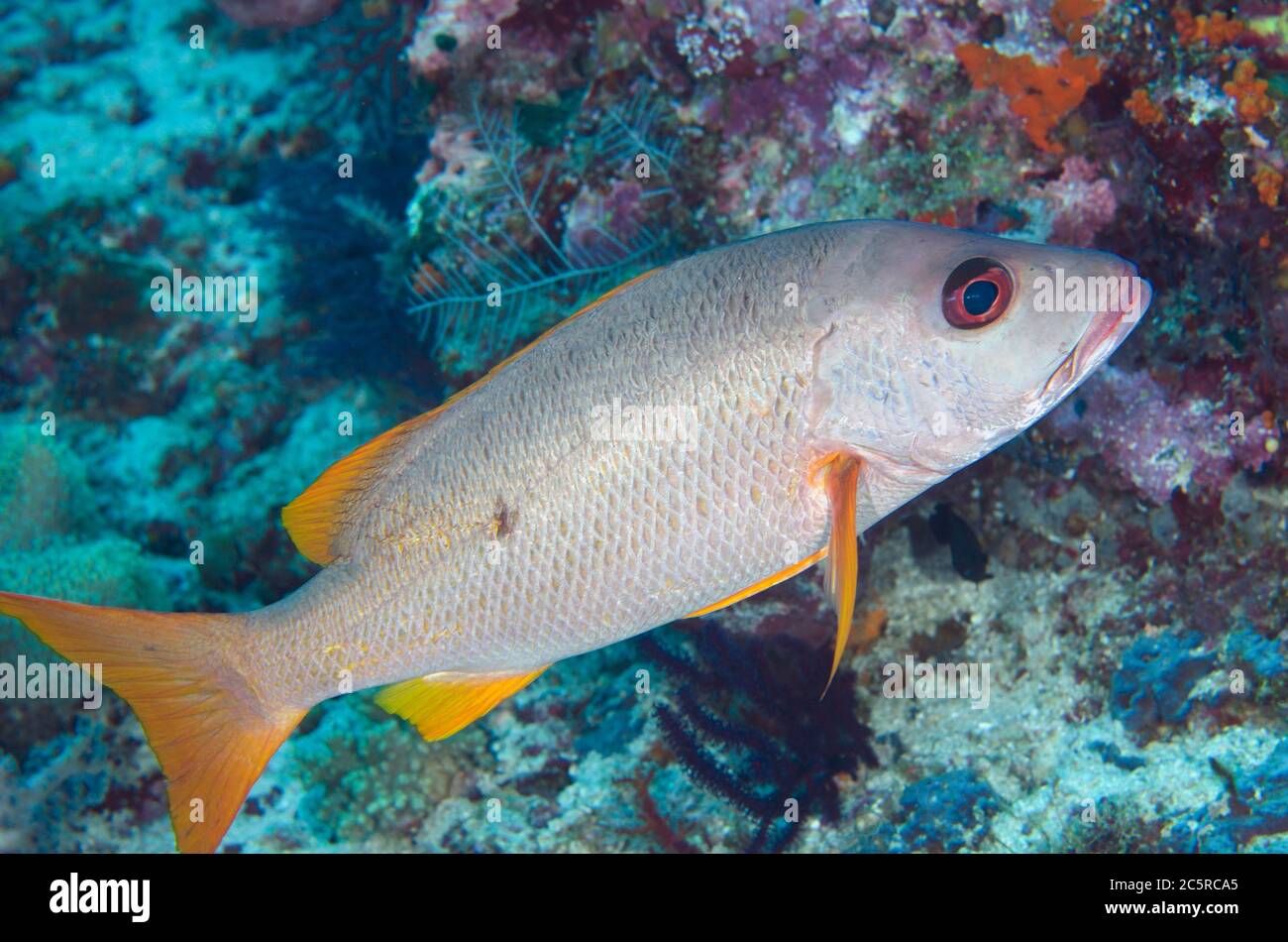 Onespot Snapper, Lutjanus monostigma, site de plongée Fibacet Pinnacle, île Misool, Raja Ampat, Indonésie Banque D'Images