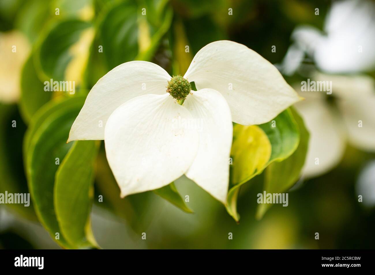 Kousa (Cornus kousa) dans la variété Goldstar, originaire d'Asie. Banque D'Images