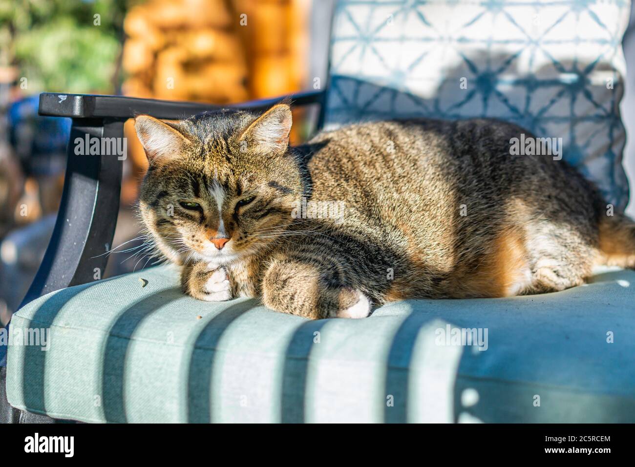 Adorable animal calico tabby endormi avec visage dans l'ombre couché sur une chaise de jardin extérieure bleue dans le jardin extérieur Banque D'Images