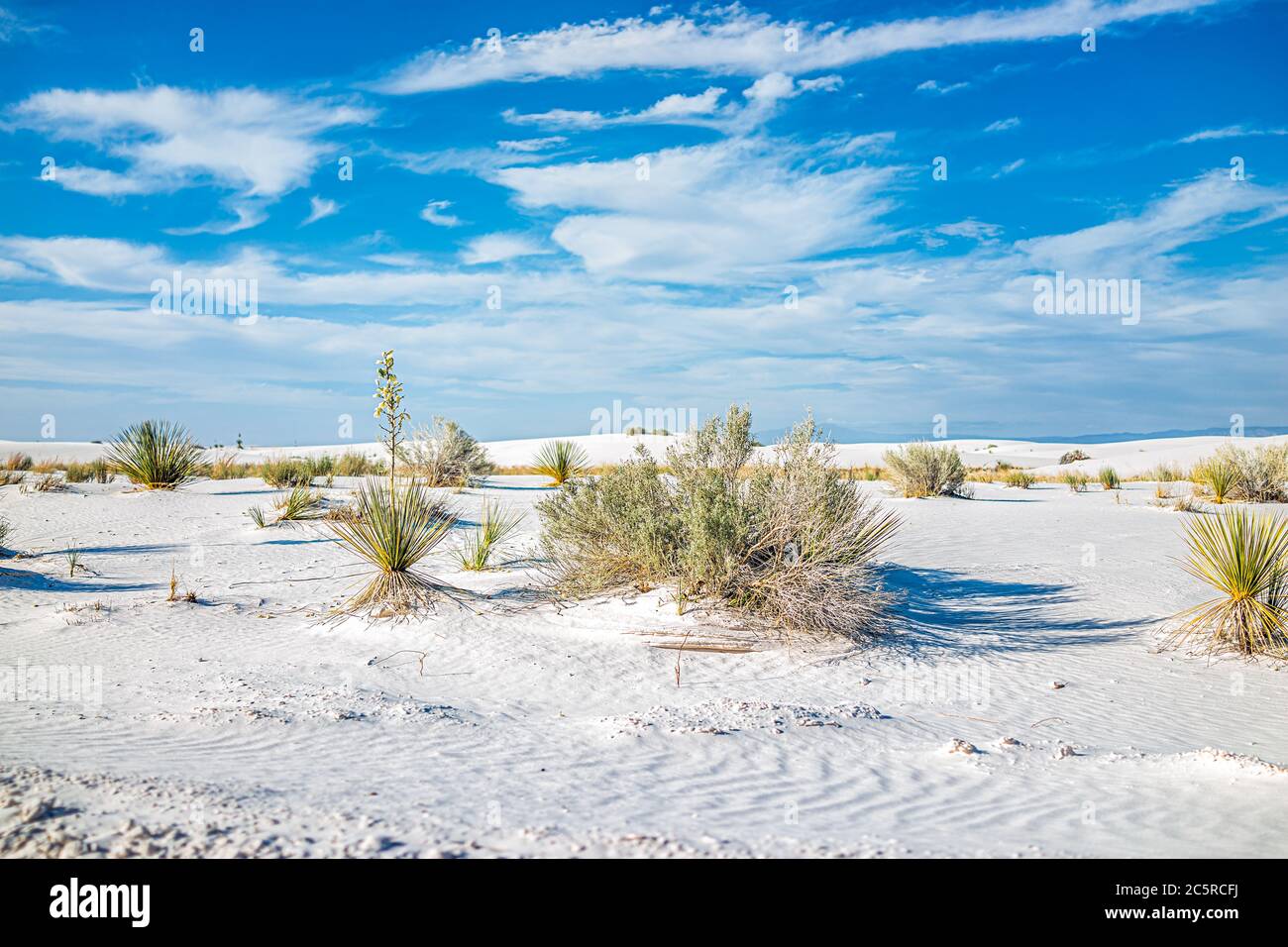 Plantes arbustes le yucca fleurit aux dunes de sable blanc monument national à Alamagordo, Nouveau-Mexique avec ciel bleu et nuages pendant la journée ensoleillée Banque D'Images