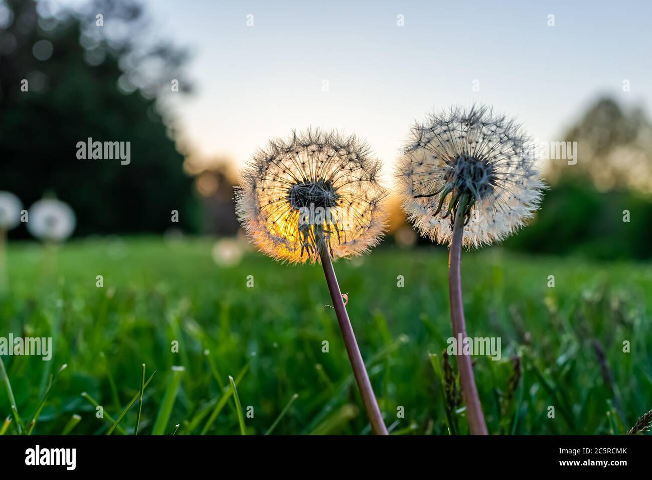 Vue macro de deux graines de pissenlits moelleuses sur l'herbe de pelouse de cour avant ou arrière au printemps avec rétroéclairage du soleil et du ciel Banque D'Images