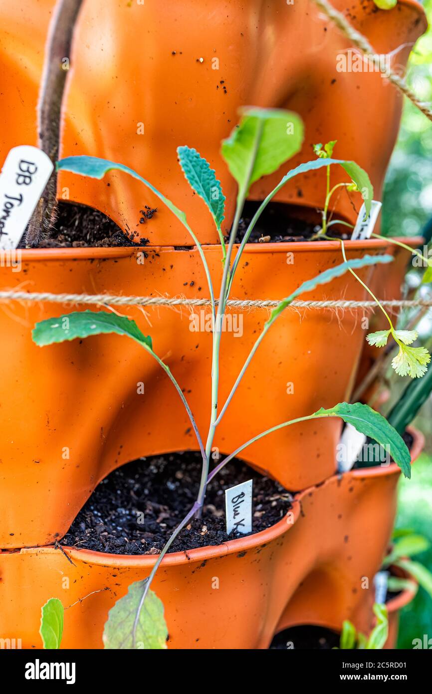 Gros plan de la poche de conteneur verticale orange jardin avec sol au printemps ou en été et kale bleu petite plante avec signe sur le marqueur par la culture de tomate Banque D'Images