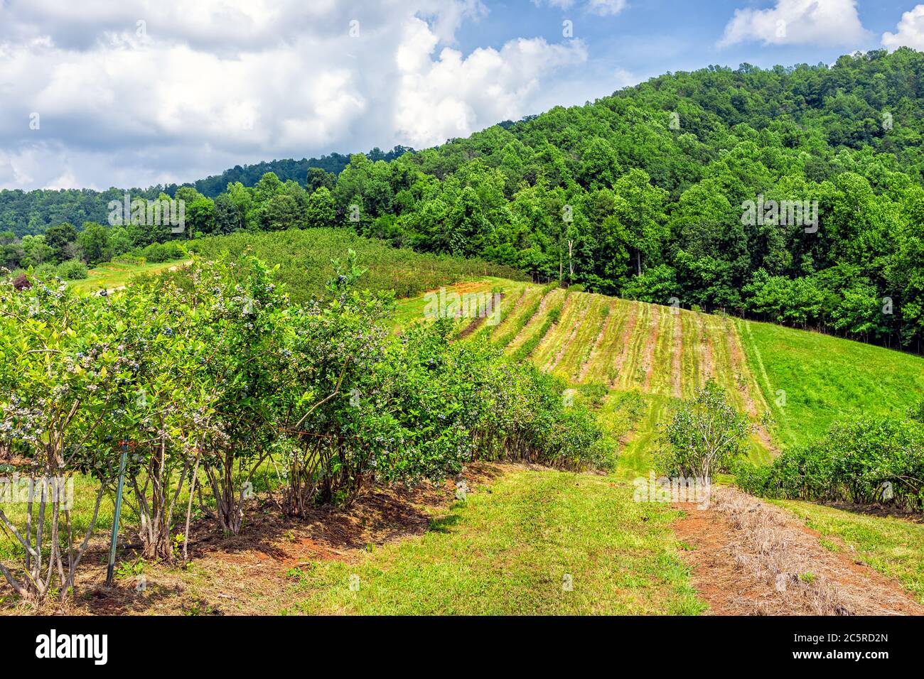 Ferme en Virginie avec des collines vallonnées montagnes en été avec paysage rural idyllique campagne et des rangées de bleuets pour cueillir avec personne Banque D'Images