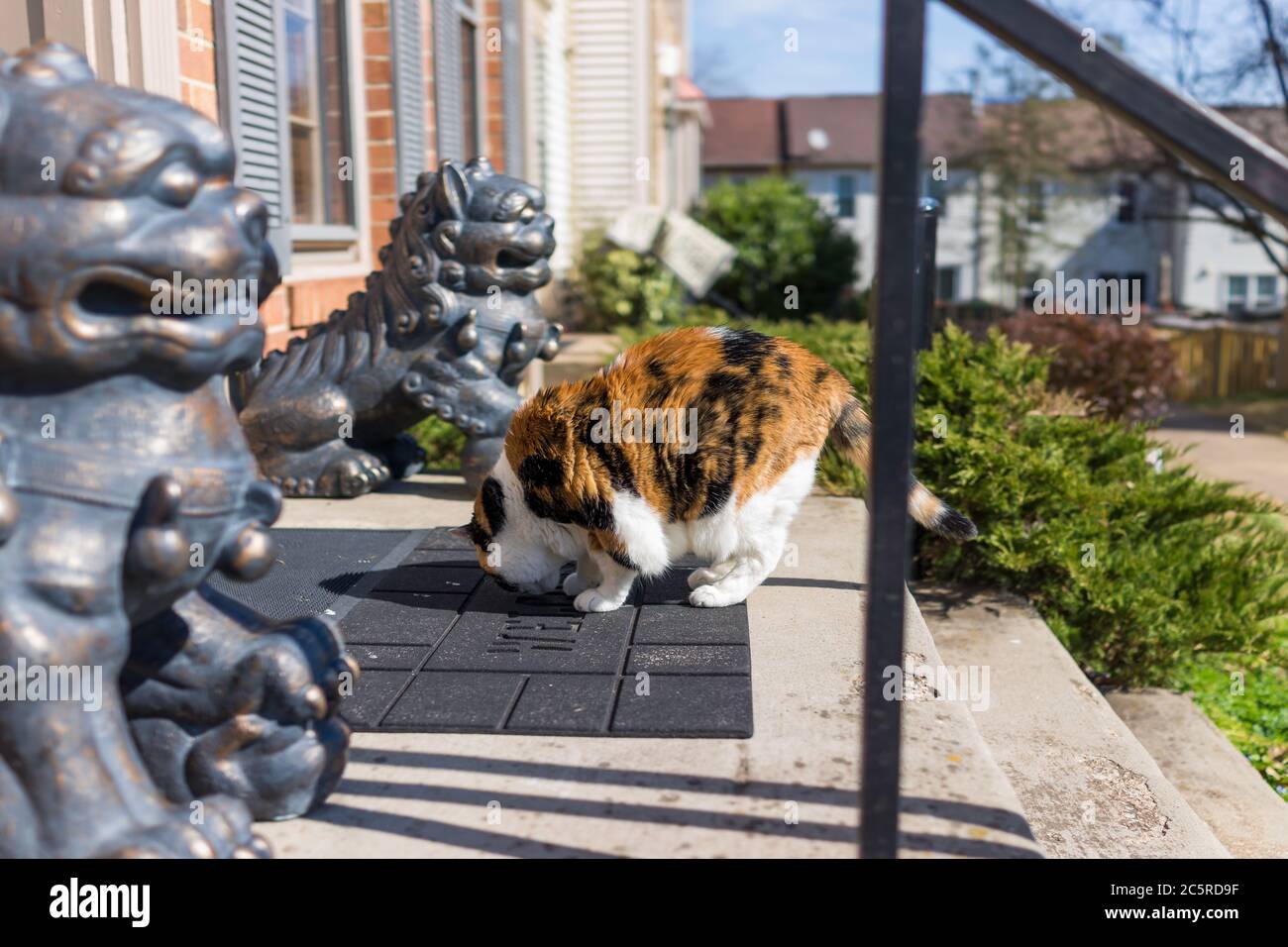 Calico chat marchant qui sent le tapis de porte à l'extérieur de la maison par des statues de lion à l'entrée de maison de ville le jour ensoleillé en Virginie, États-Unis Banque D'Images