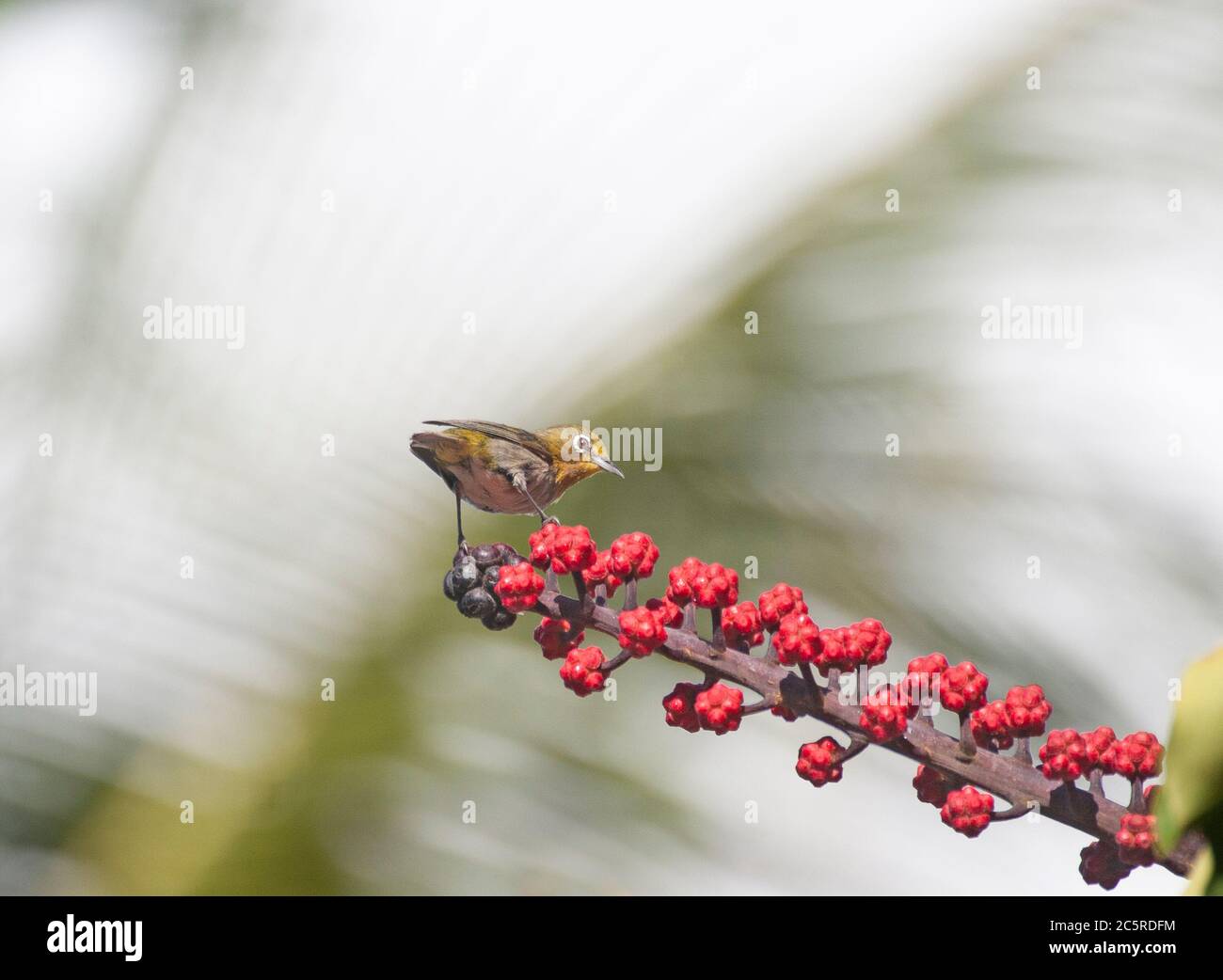 Oiseau blanc japonais Maui Hawaï Banque D'Images