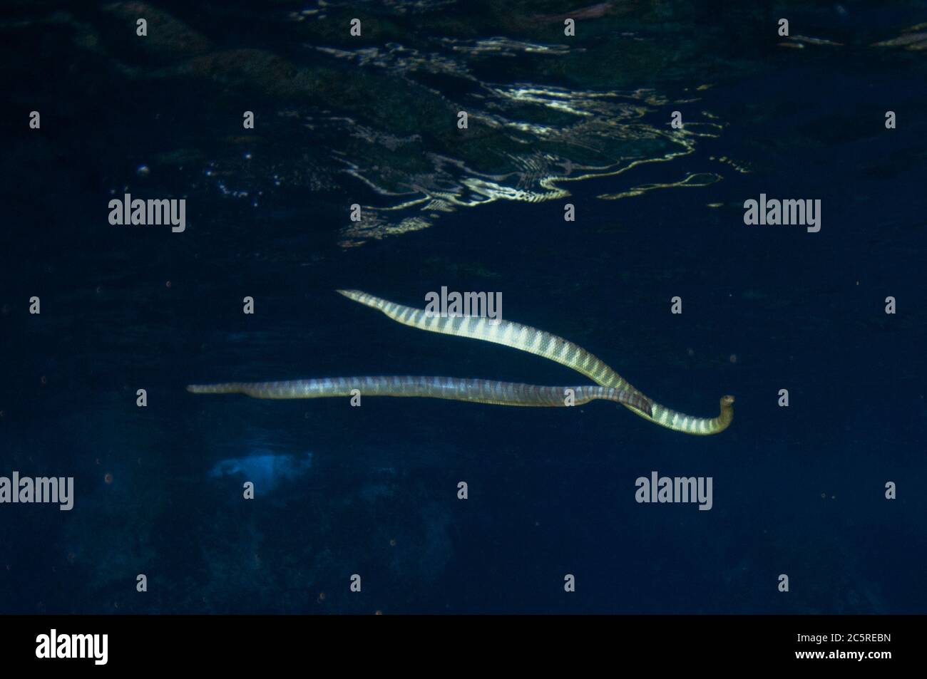 Paire de serpents de la mer chinoise, Latticauda semifasciata, site de plongée de Snake Ridge, île de Manuk, Indonésie, mer de Banda Banque D'Images