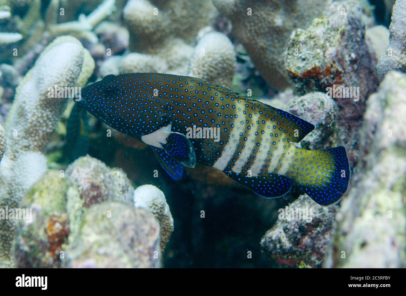 Peacock Grouper, Cephalophalis argus, site de plongée Tanjung Buton, île Hatta, îles Banda, Indonésie, mer de Banda Banque D'Images