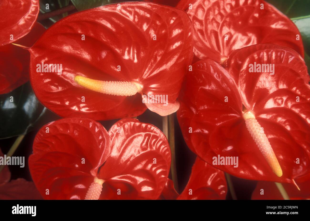 GROS PLAN SUR LES FLEURS D'ANTHURIUM Banque D'Images