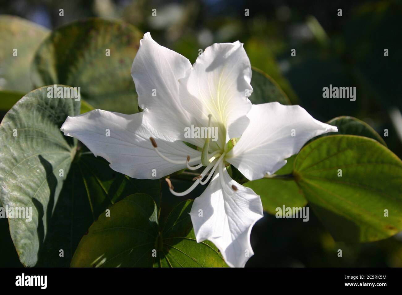 GROS PLAN SUR LES FLEURS DU MAGNIFIQUE ARBRE DE BAUHINIA, AUSTRALIE. Banque D'Images